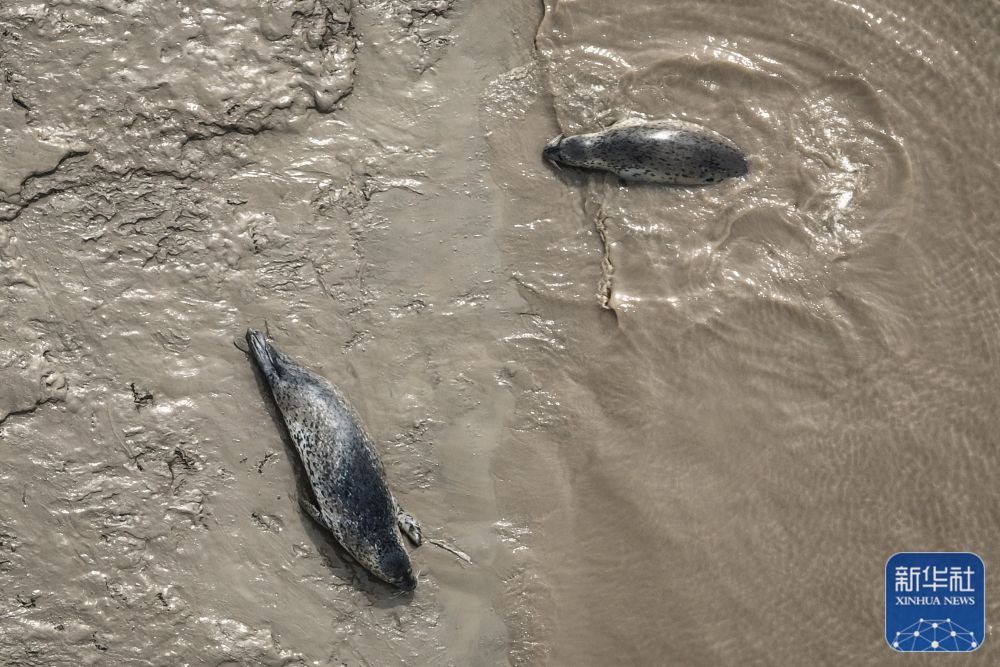 西太平洋斑海豹“旅居”辽东湾 西太平洋斑海豹“旅居”辽东湾