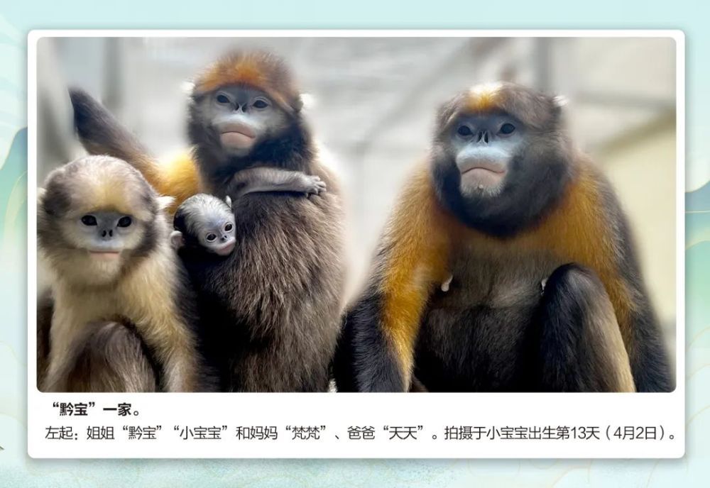 萌翻了！ 快来为这位“小公举”取名