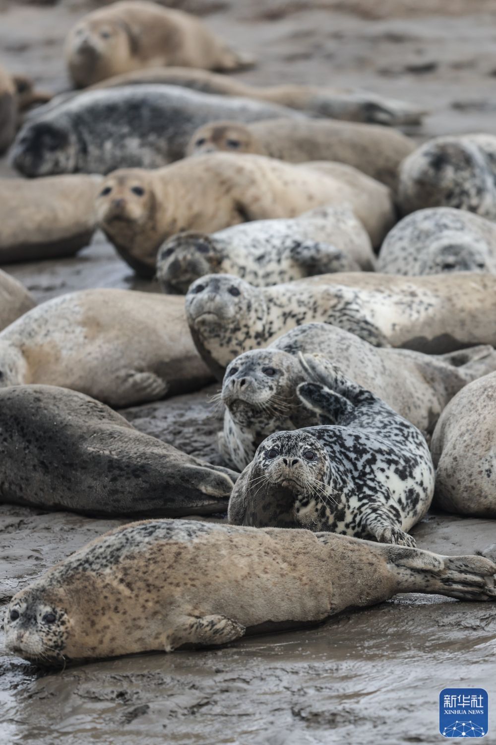 西太平洋斑海豹“旅居”辽东湾 西太平洋斑海豹“旅居”辽东湾