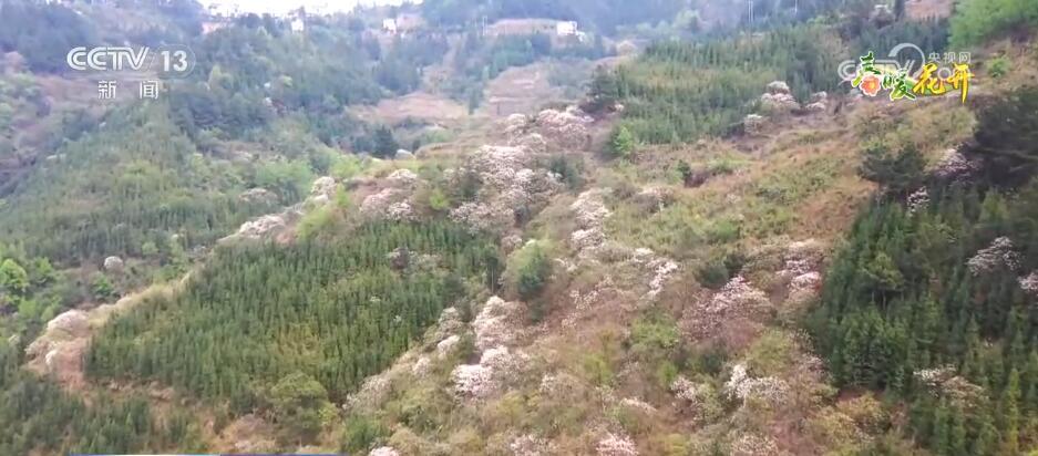 花开锦绣、万物繁华 跟随镜头走进如画般的春色里 花开锦绣、万物繁华 跟随镜头走进如画般的春色里