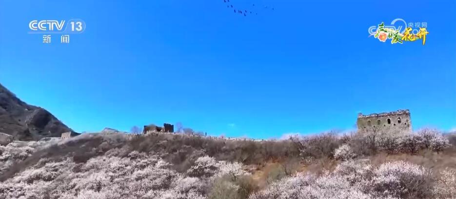 花开锦绣、万物繁华 跟随镜头走进如画般的春色里 花开锦绣、万物繁华 跟随镜头走进如画般的春色里