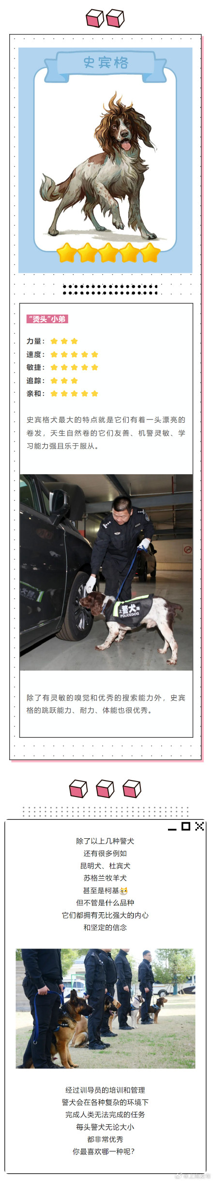涨知识!除了柯基你还知道哪些警犬? 涨知识!除了柯基你还知道哪些警犬?