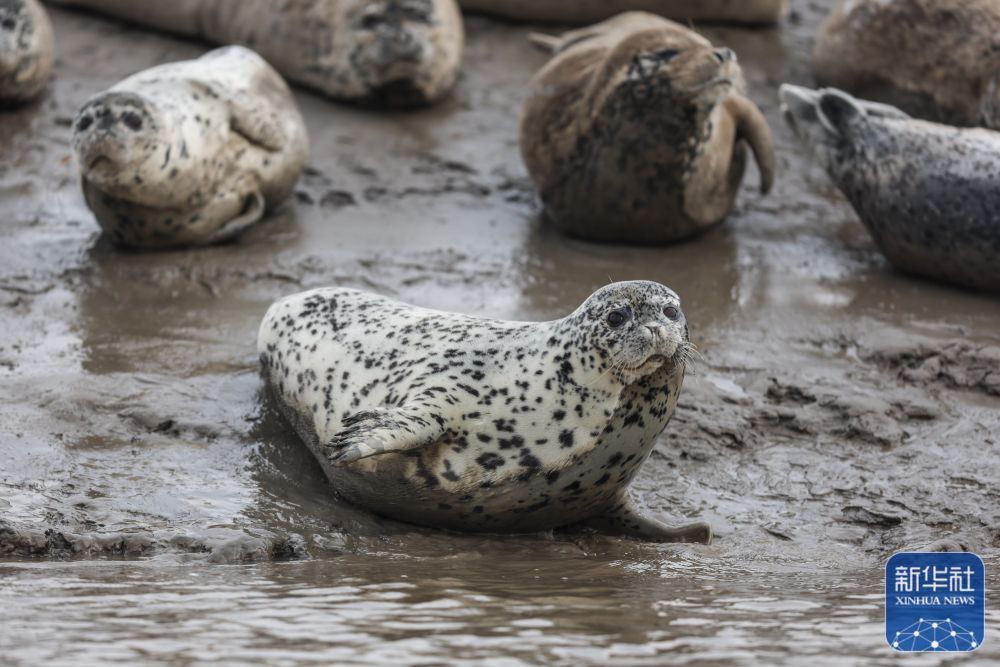 西太平洋斑海豹“旅居”辽东湾 西太平洋斑海豹“旅居”辽东湾