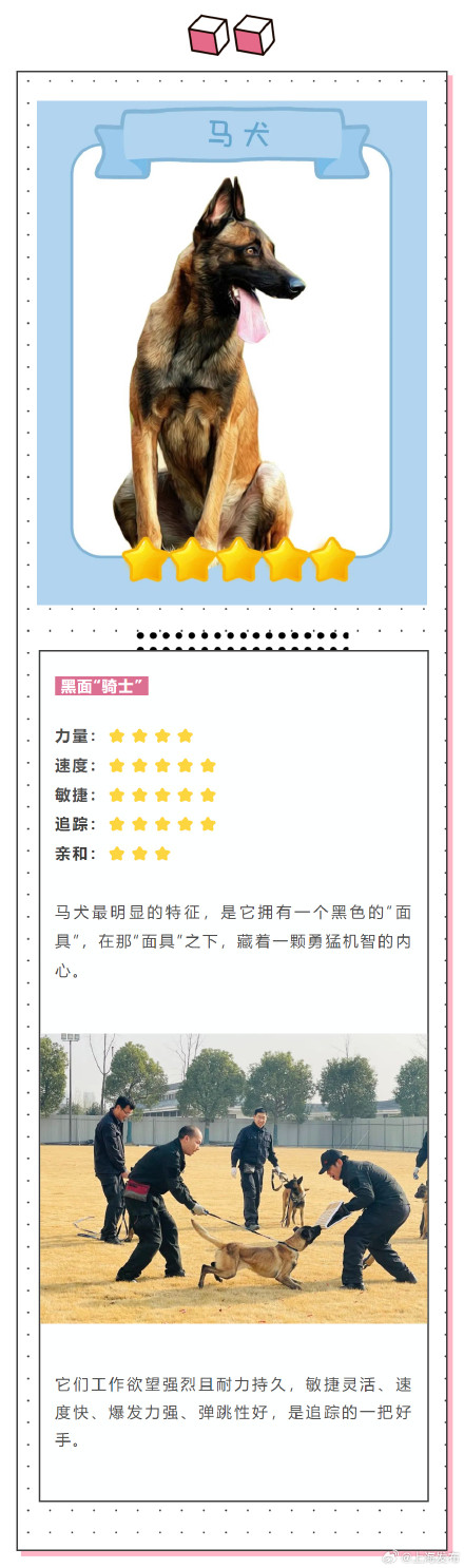 涨知识!除了柯基你还知道哪些警犬? 涨知识!除了柯基你还知道哪些警犬?