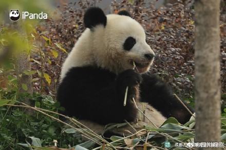 大熊猫北辰长得好甜 
