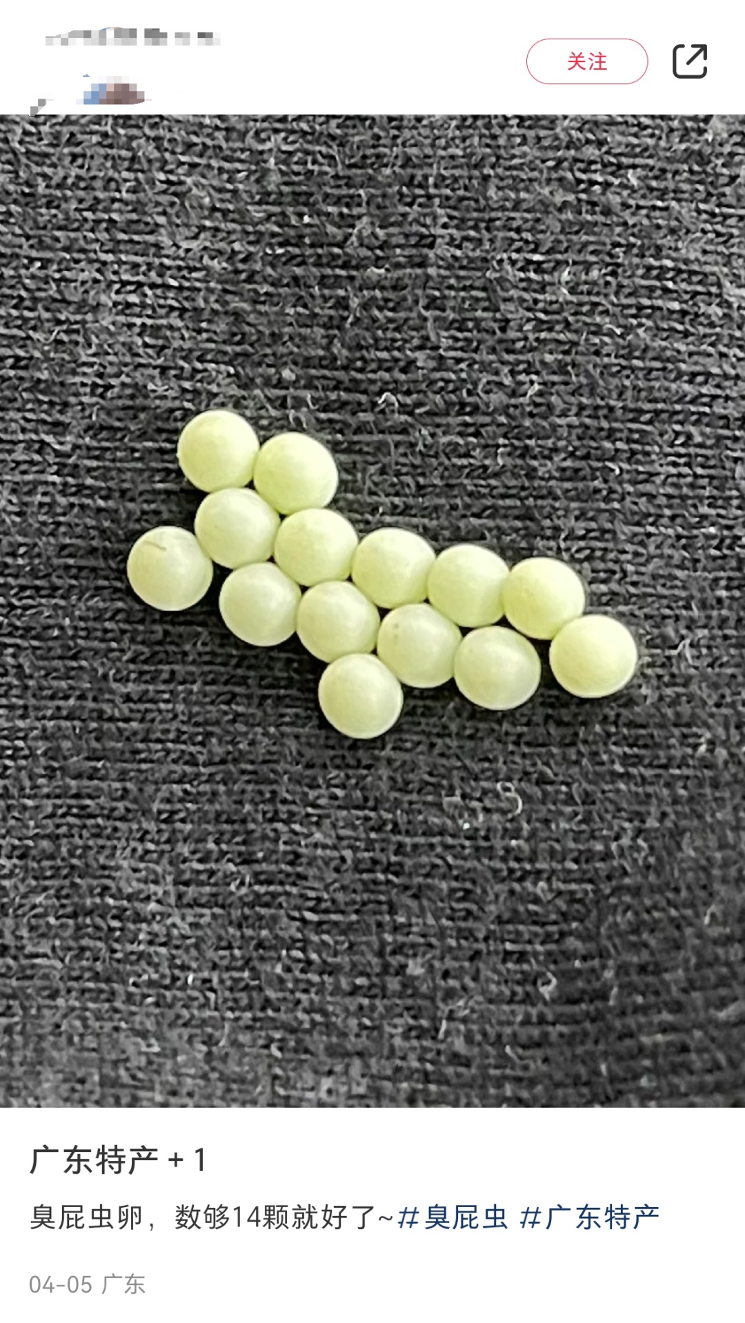 头皮发麻,别碰!一出现就是14颗?很多人衣服上都有… 头皮发麻,别碰!一出现就是14颗?很多人衣服上都有…
