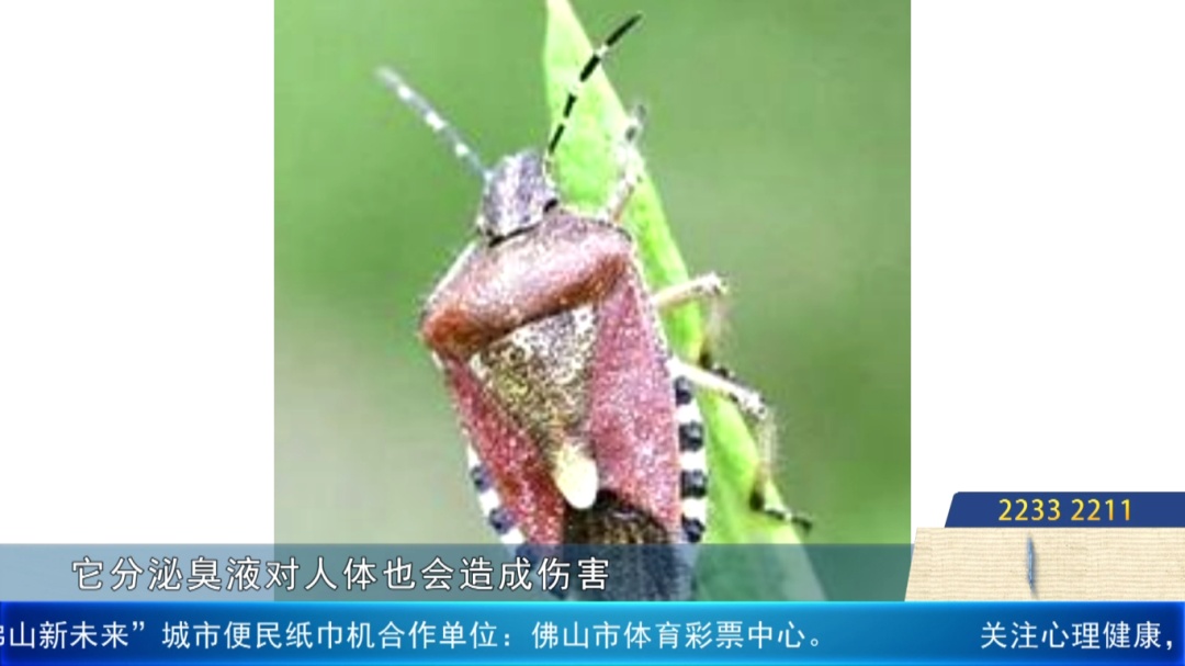 麻了！难道是“广东特产”？佛山已有人崩溃：家里太多了……碰上了会红肿！