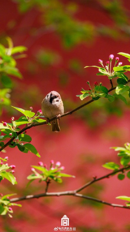 美故宫海棠与小鸟同框