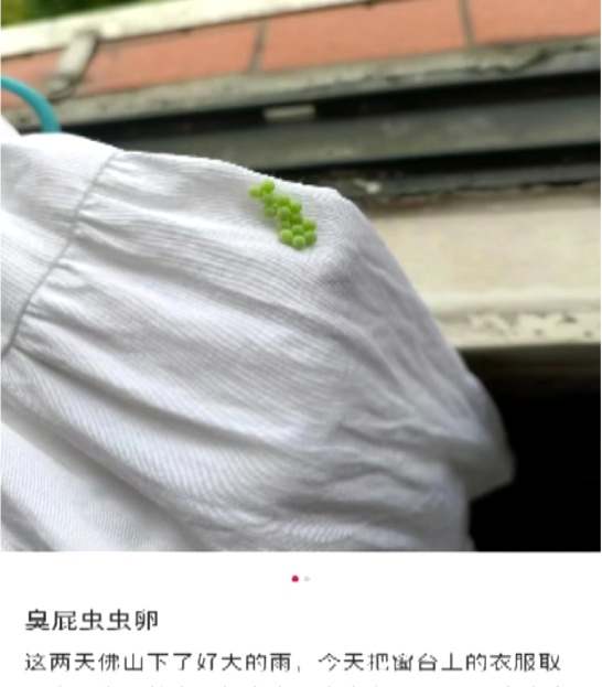 麻了！难道是“广东特产”？佛山已有人崩溃：家里太多了……碰上了会红肿！