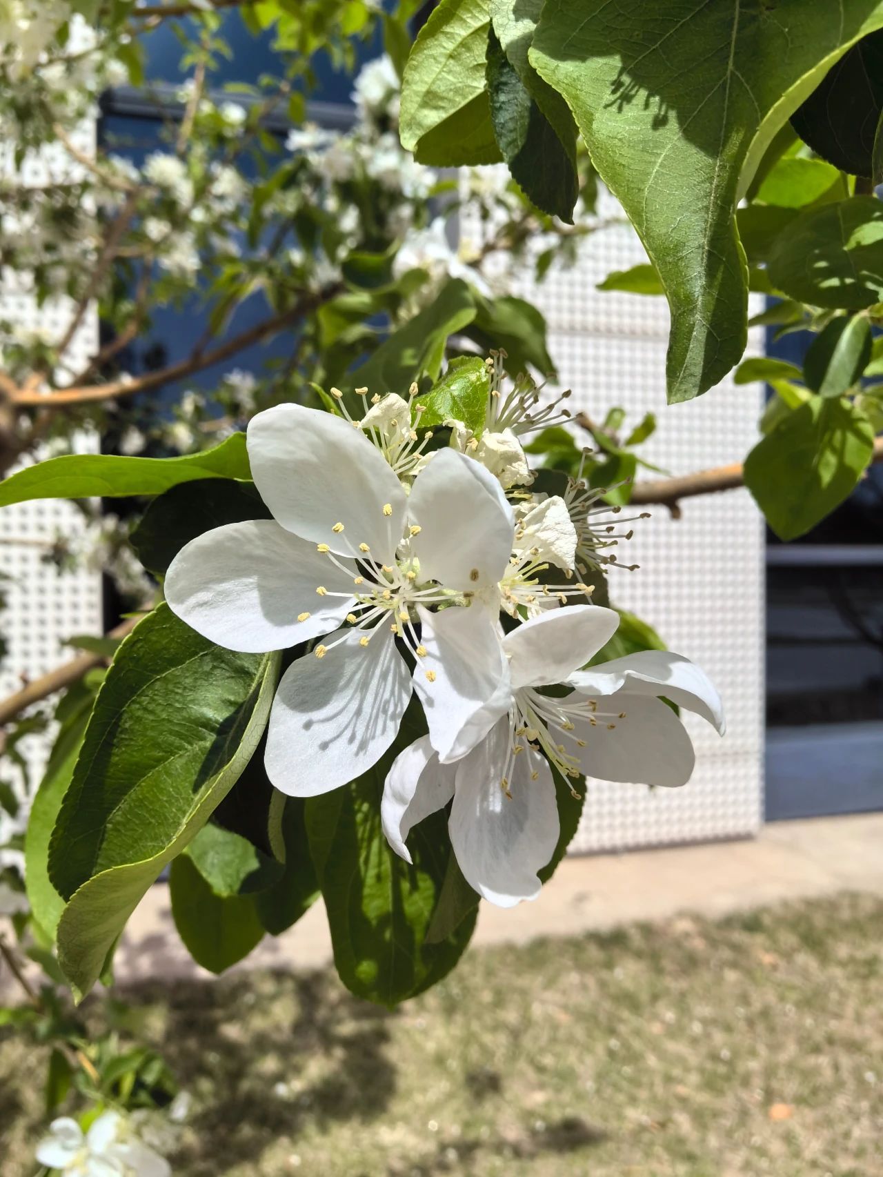 镜头下的北京科学中心｜苹果花开