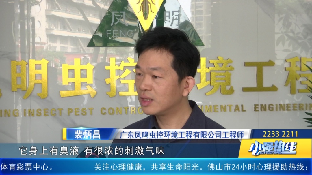 麻了！难道是“广东特产”？佛山已有人崩溃：家里太多了……碰上了会红肿！