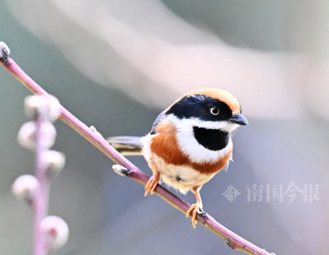 奶凶奶凶的！柳州河东公园发现→