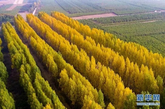 “白绒绒”又“飘”了？如何解决春天杨树柳树飘“白毛”的问题