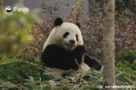 大熊猫北辰长得好甜
