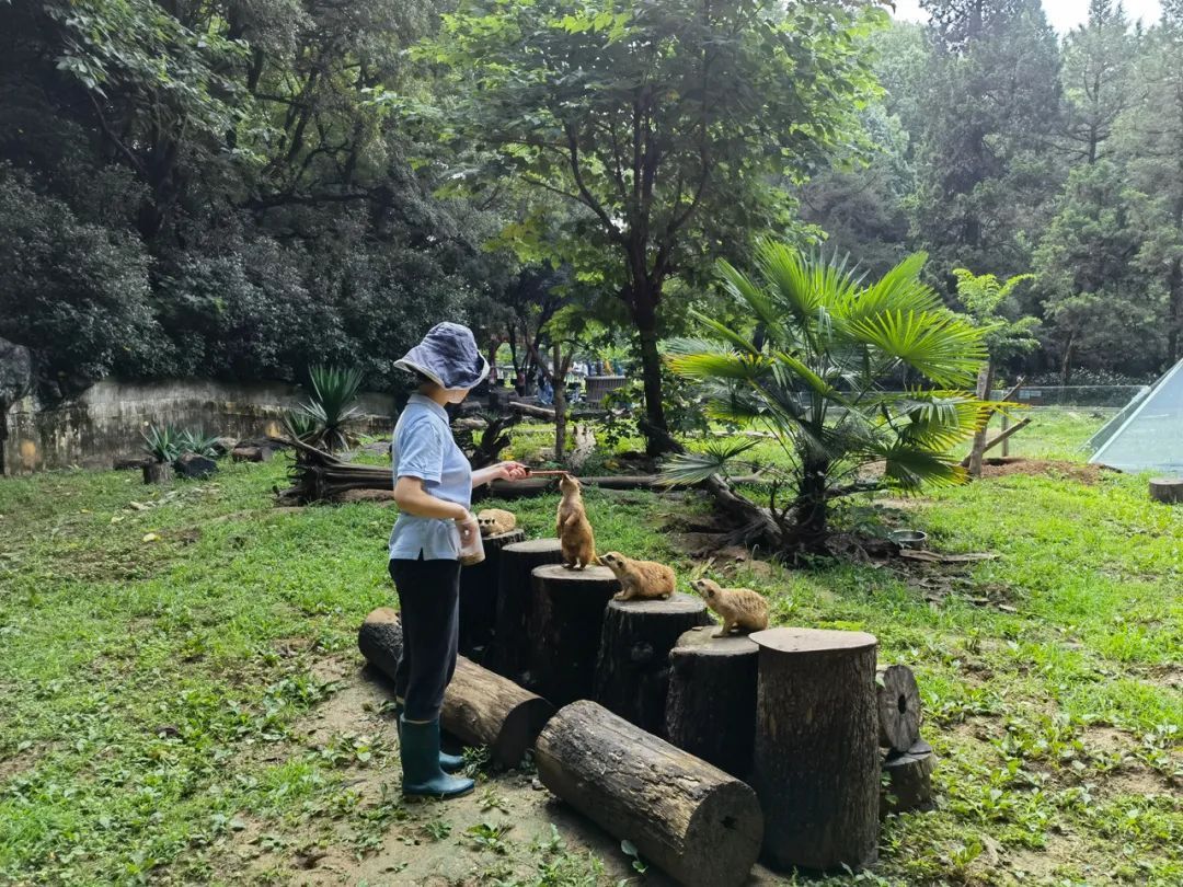 日均客流量堪比迪士尼！这座动物园为何能成顶流？