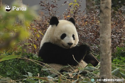 大熊猫北辰长得好甜