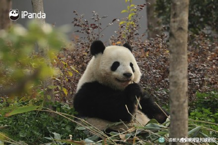 大熊猫北辰长得好甜