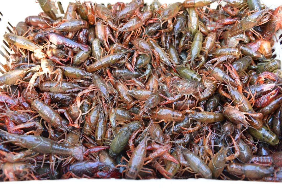 “夜宵顶流”！巢湖小龙虾抢鲜上市