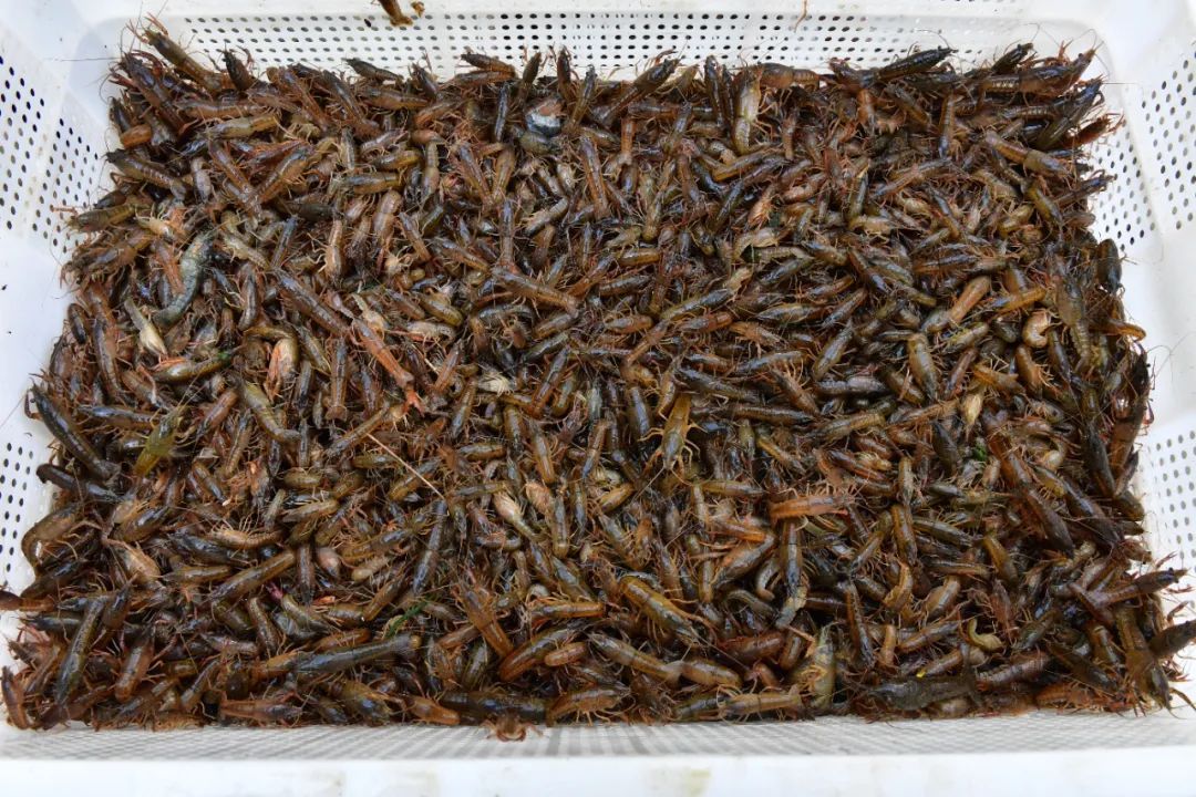 “夜宵顶流”！巢湖小龙虾抢鲜上市