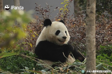 大熊猫北辰长得好甜