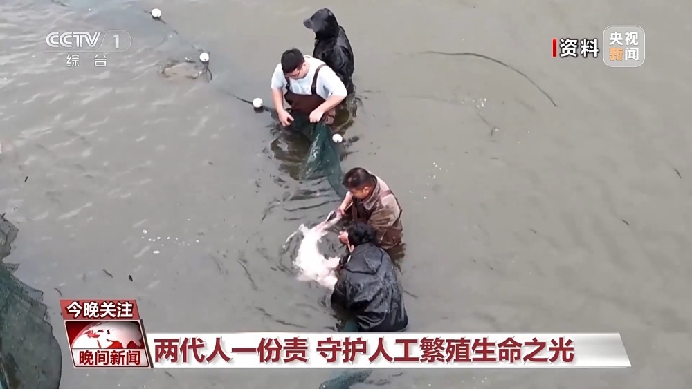 中华鲟、长江鲟有何不同？长江鲟的“产房”什么样？一文了解→