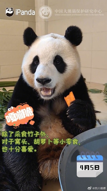 嘎嘣脆！福宝隔离期间大口干饭