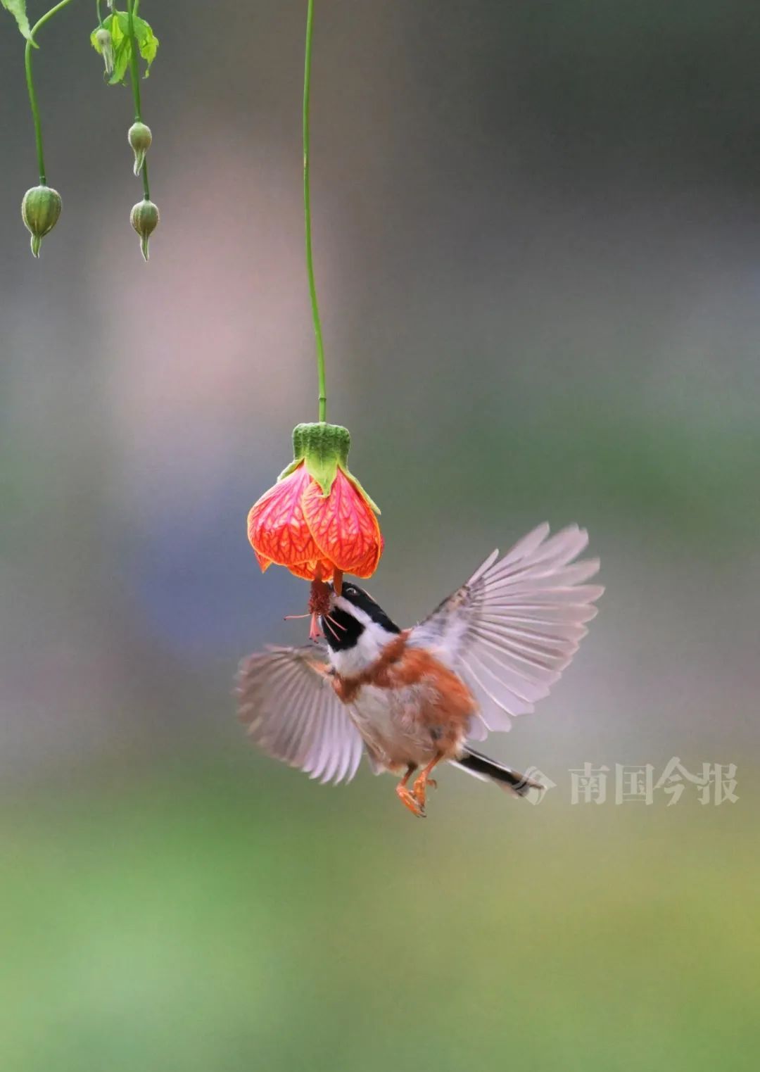 奶凶奶凶的！柳州河东公园发现→