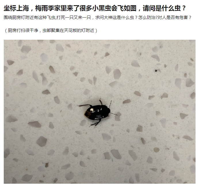 头皮发麻,别碰!一出现就是14颗?很多人衣服上都有…上海曾有过大爆发 头皮发麻,别碰!一出现就是14颗?很多人衣服上都有…上海曾有过大爆发