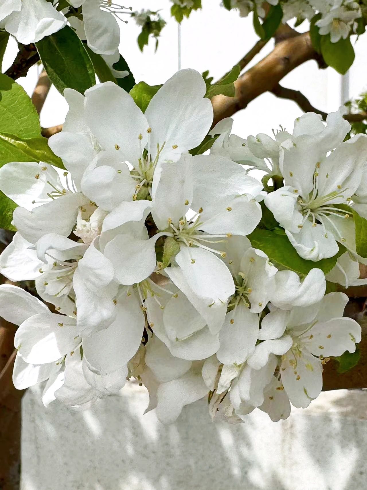 镜头下的北京科学中心｜苹果花开