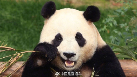 福宝回国韩旅社争抢推赴华熊猫游套餐