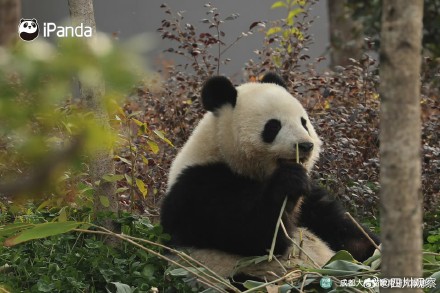 大熊猫北辰长得好甜