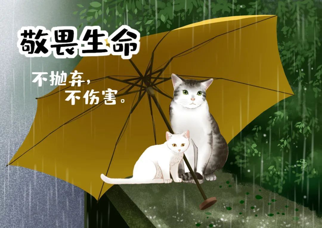 因虐猫考研“落榜”，这个教育要跟上了