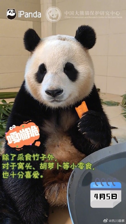 嘎嘣脆！福宝隔离期间大口干饭