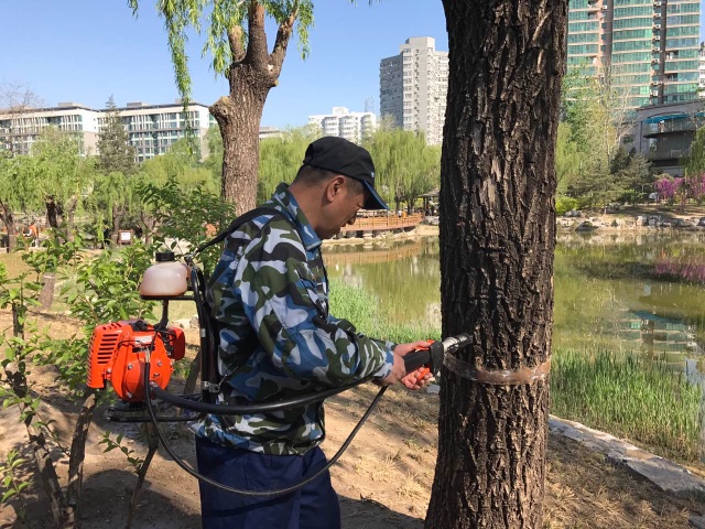 “白绒绒”又“飘”了？如何解决春天杨树柳树飘“白毛”的问题