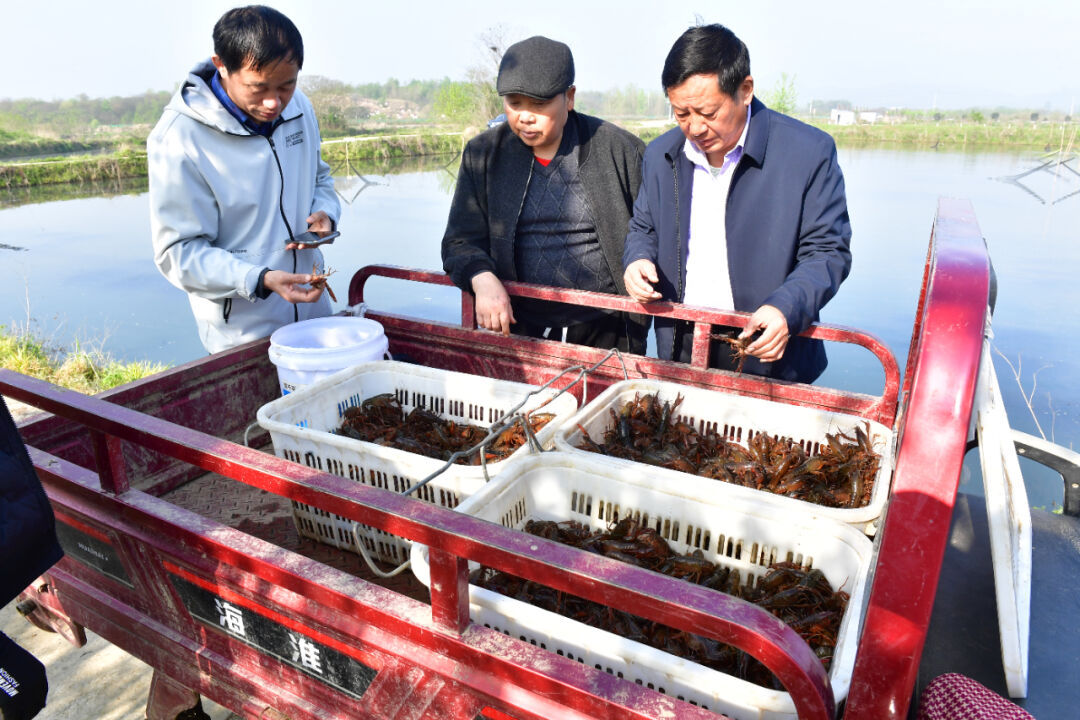 “夜宵顶流”！巢湖小龙虾抢鲜上市