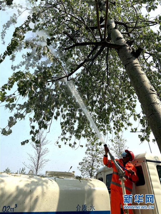 “白绒绒”又“飘”了？如何解决春天杨树柳树飘“白毛”的问题