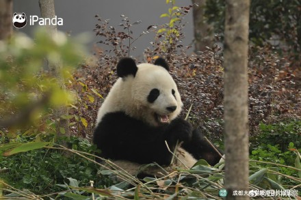 大熊猫北辰长得好甜 