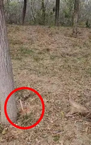 追踪小树林里吃剩的炒饼丝，9名犯罪嫌疑人全部到案！