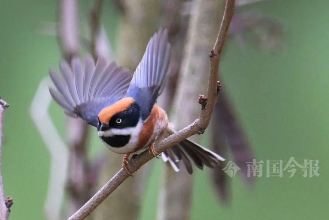 奶凶奶凶的！柳州河东公园发现→