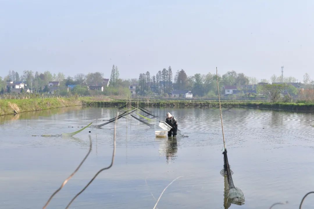 “夜宵顶流”！巢湖小龙虾抢鲜上市