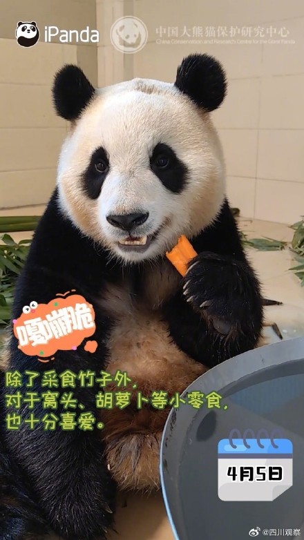 嘎嘣脆！福宝隔离期间大口干饭