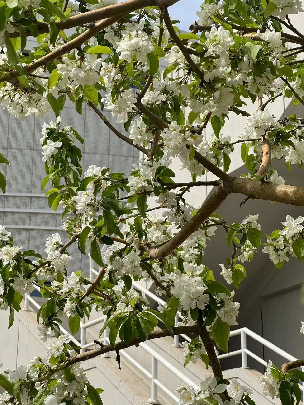 镜头下的北京科学中心｜苹果花开