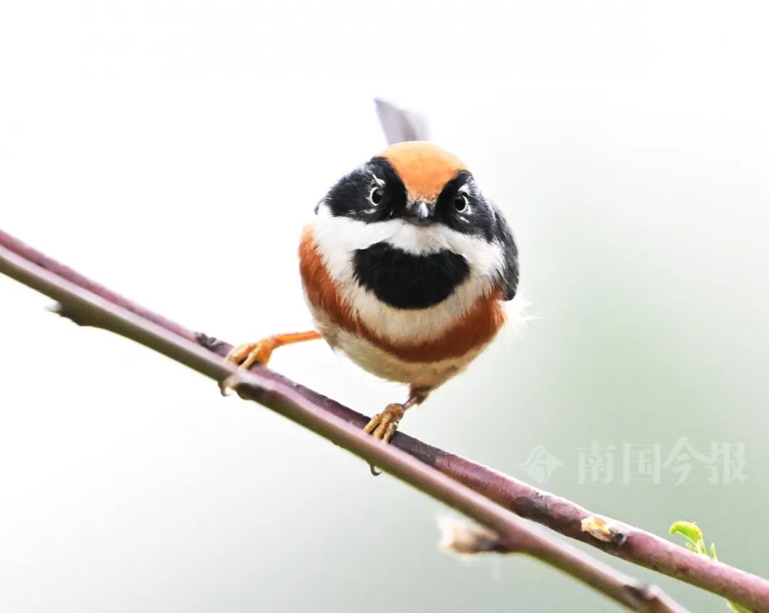 奶凶奶凶的！柳州河东公园发现→