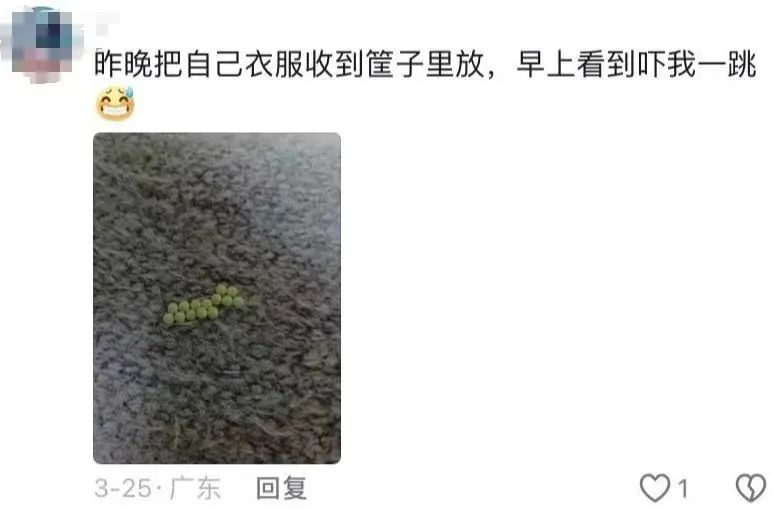 头皮发麻,别碰!一出现就是14颗?很多人衣服上都有… 头皮发麻,别碰!一出现就是14颗?很多人衣服上都有…