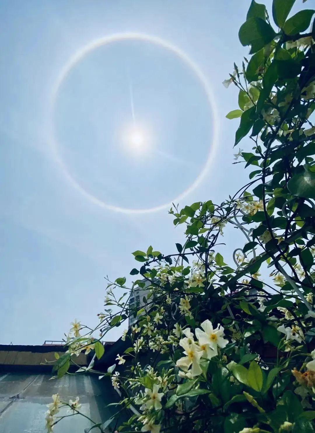 太阳“自带光环”！广东多地天空惊现美景