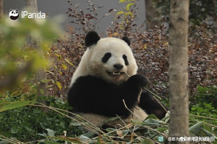 大熊猫北辰长得好甜