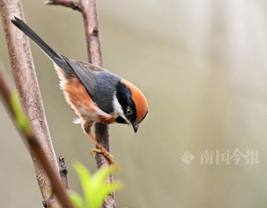 奶凶奶凶的！柳州河东公园发现→