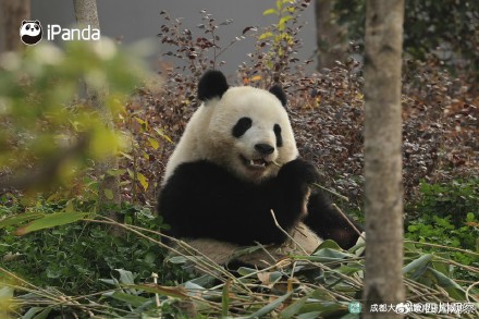 大熊猫北辰长得好甜