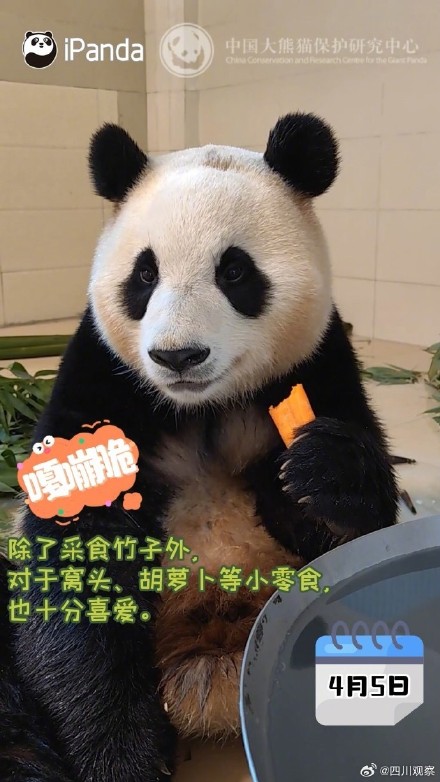 嘎嘣脆！福宝隔离期间大口干饭