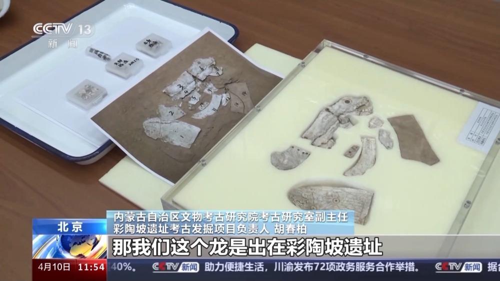 距今6300年左右!红山文化早期龙形蚌饰成功复原 距今6300年左右!红山文化早期龙形蚌饰成功复原